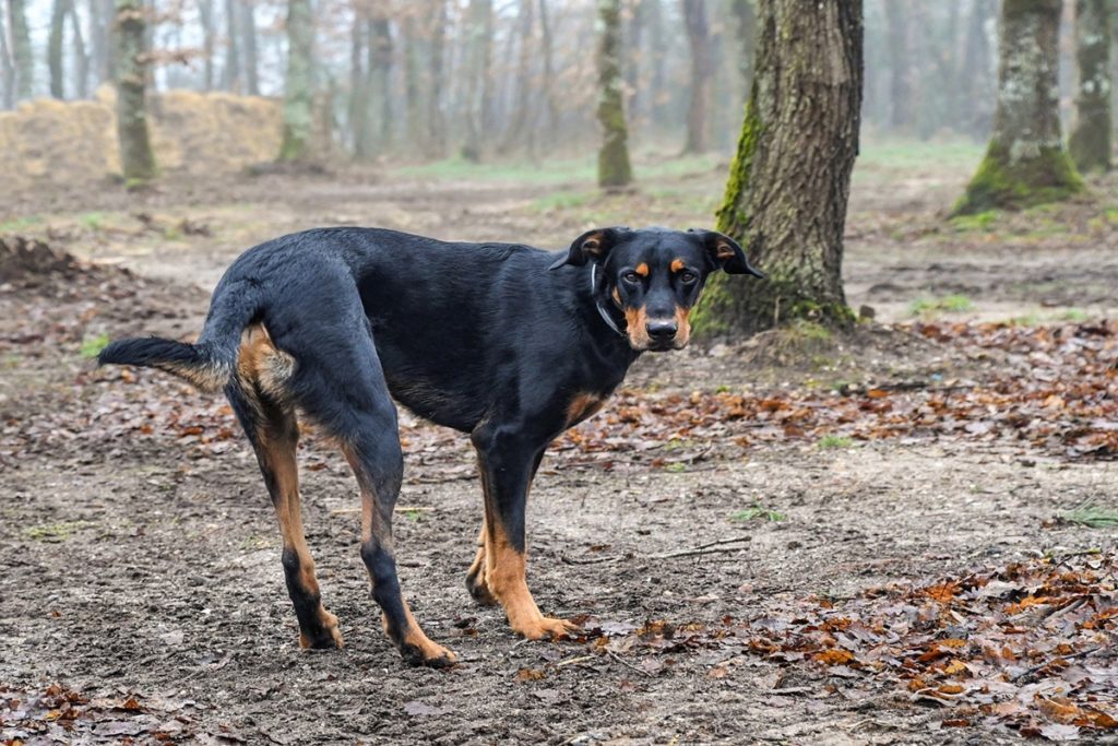 sperone cane.jpg