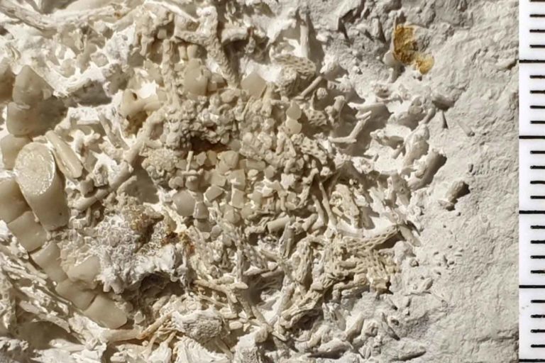 vomito fossile.jpg