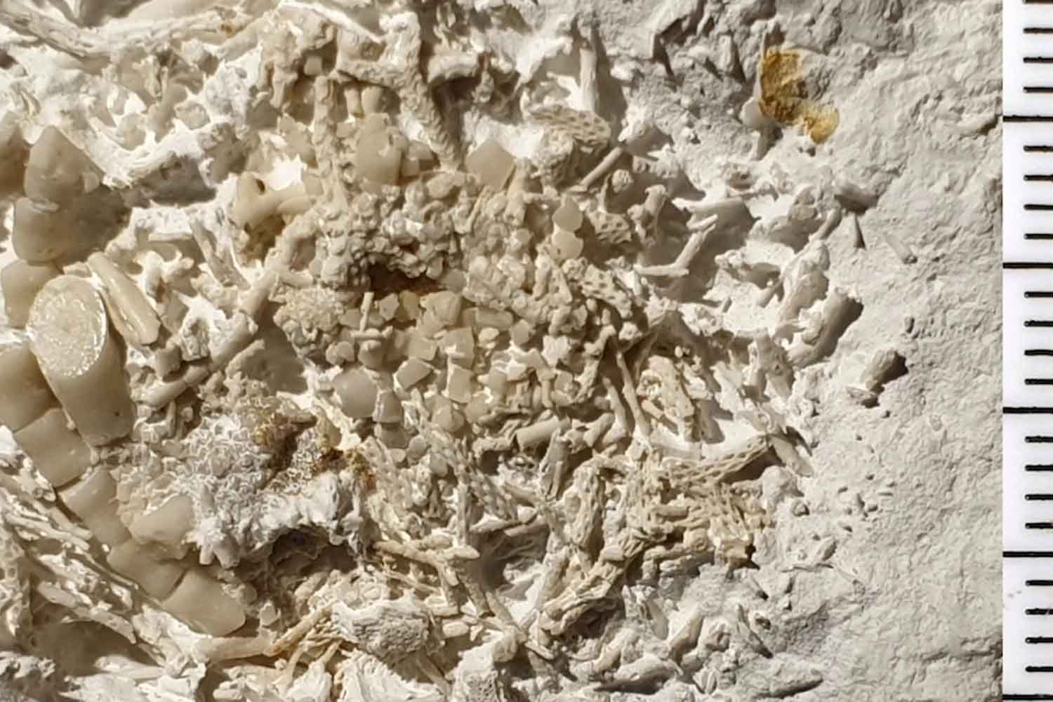 Scoperto vomito fossile di 66 milioni di anni fa sulle scogliere della Danimarca 1 vomito fossile.jpg