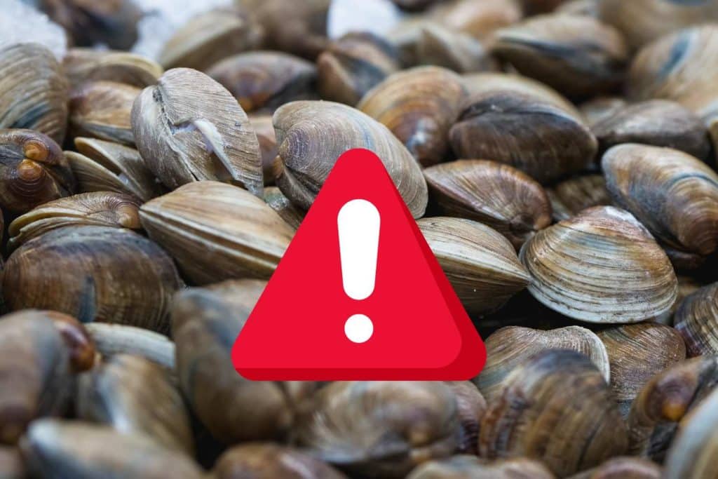 vongole allerta.jpg
