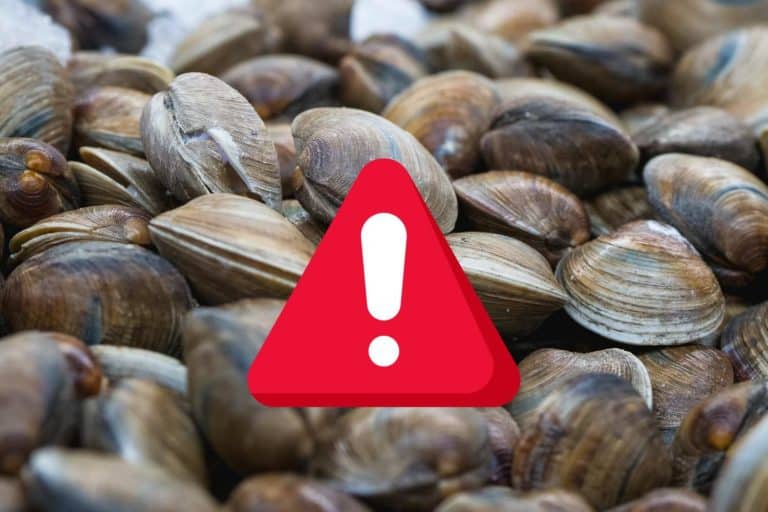 vongole allerta.jpg