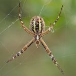 wasp spider ventral 642.jpg