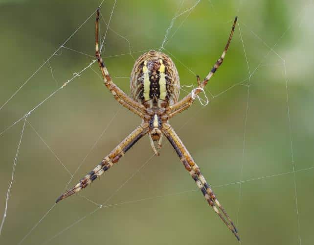 wasp spider ventral 642.jpg