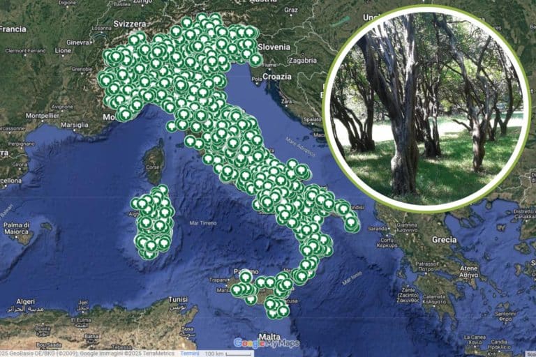 Alberi monumentali Italia.jpg