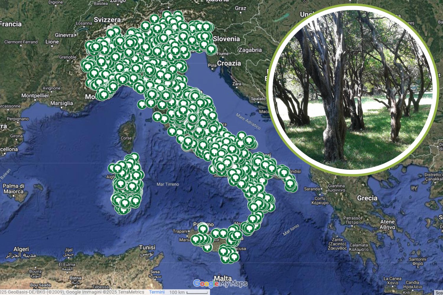 Alberi monumentali Italia.jpg