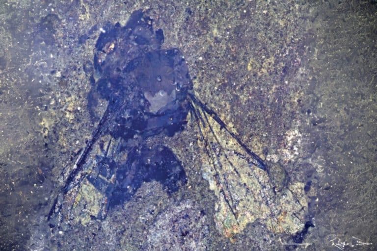 Ape fossile Nuova Zelanda.jpg