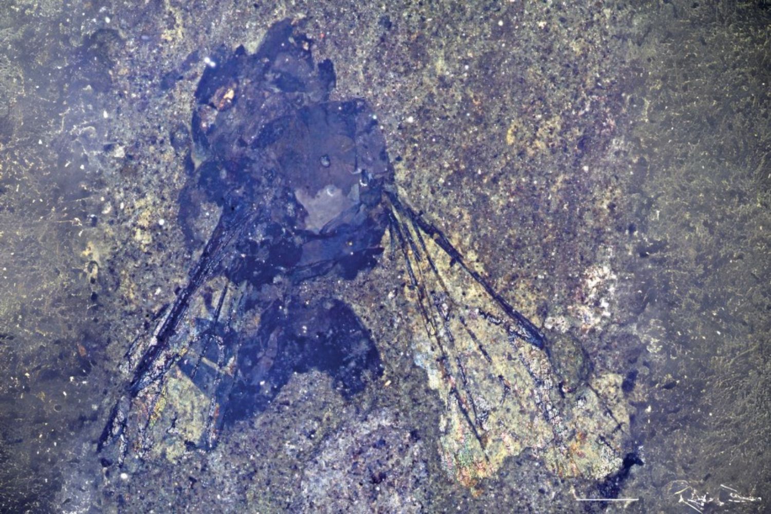 Ape fossile Nuova Zelanda.jpg