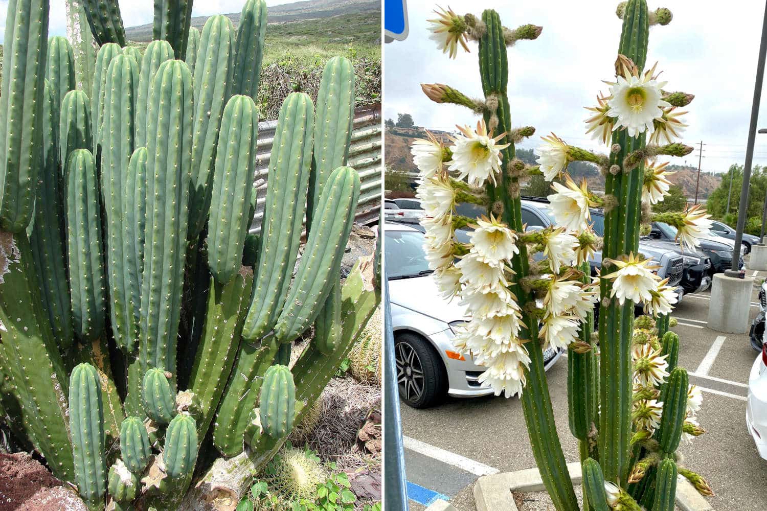 Cactus San Pedro.jpg