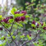 Calycanthus.jpg