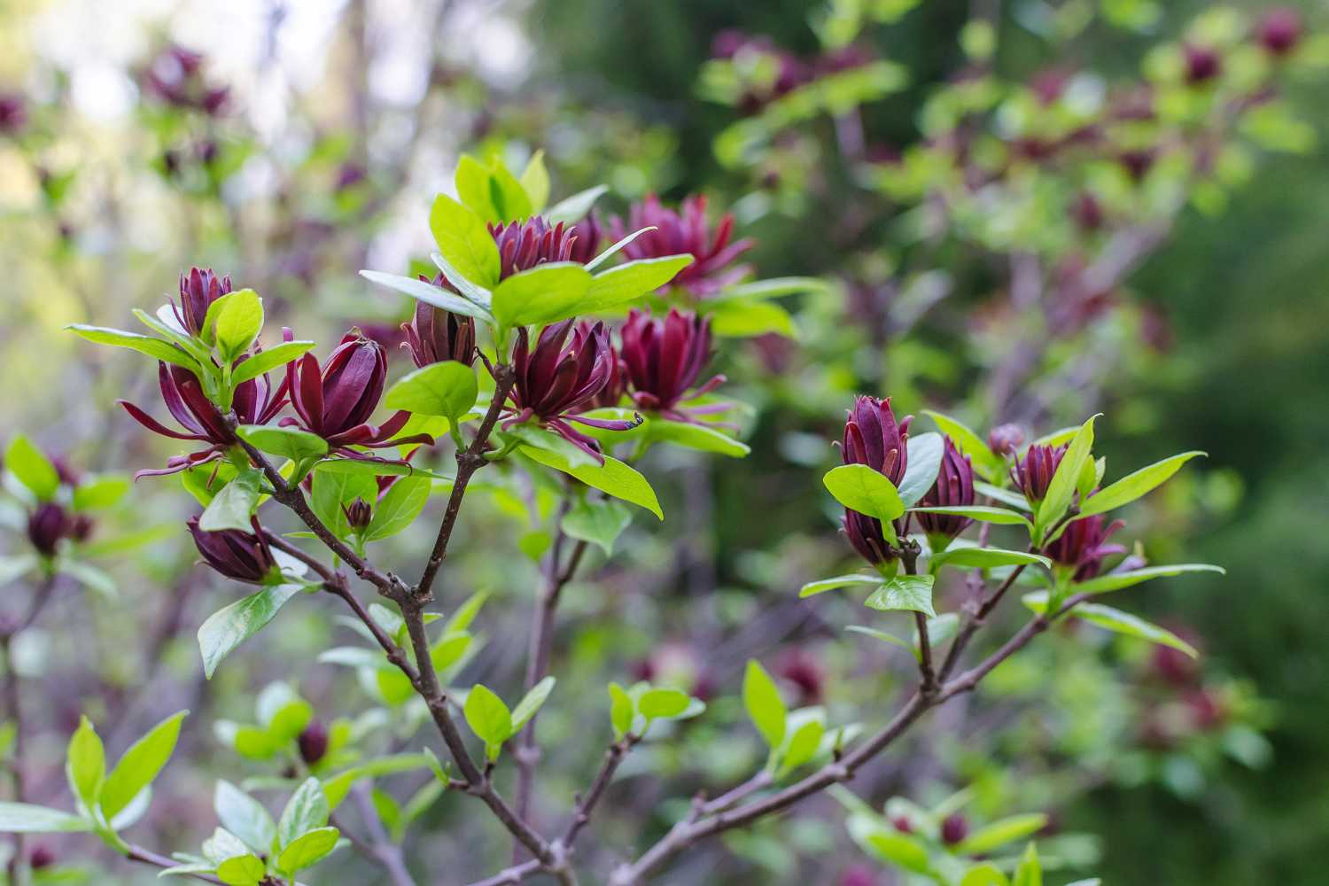 Calycanthus.jpg