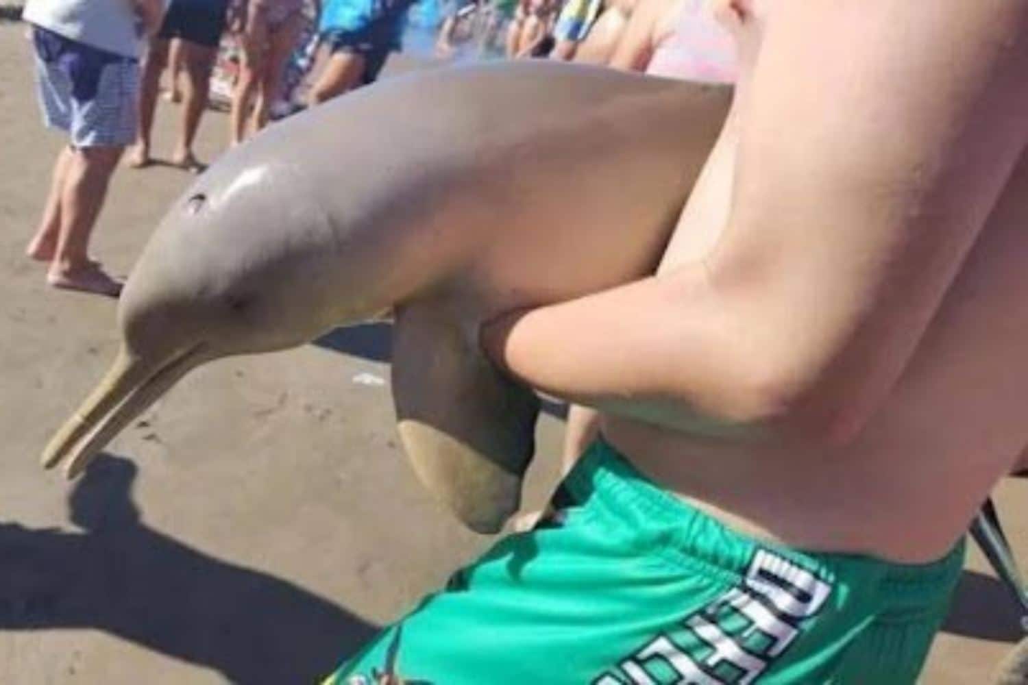 Raro delfino muore dopo essere stato trascinato fuori dall’acqua da un turista per un selfie 1 Delfino morto.jpg