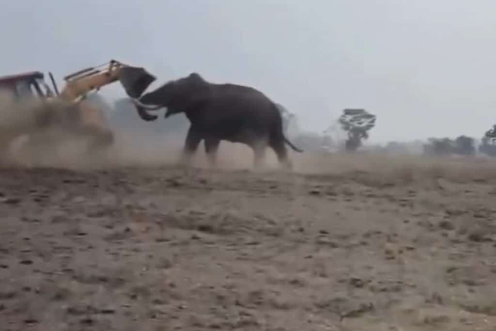 Elefante bulldozer.jpg