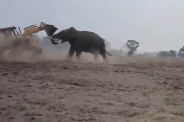 Elefante bulldozer.jpg