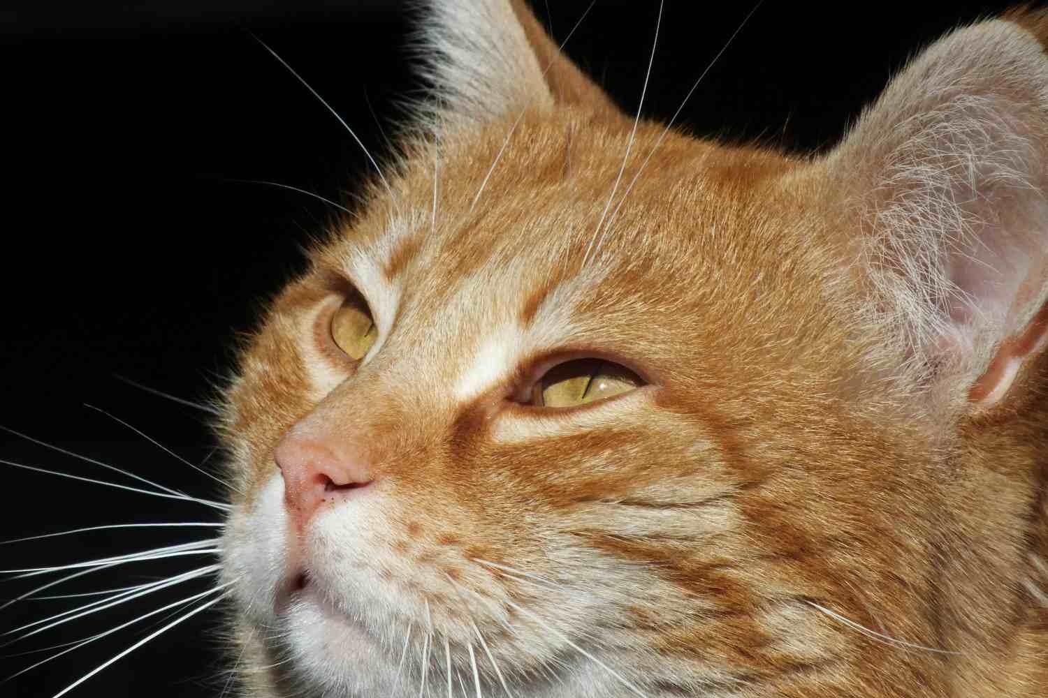 La commovente storia di Hachiko, il gatto che per 7 anni ha vegliato sulla tomba del suo amico umano 1 Hachiko gatto.jpg
