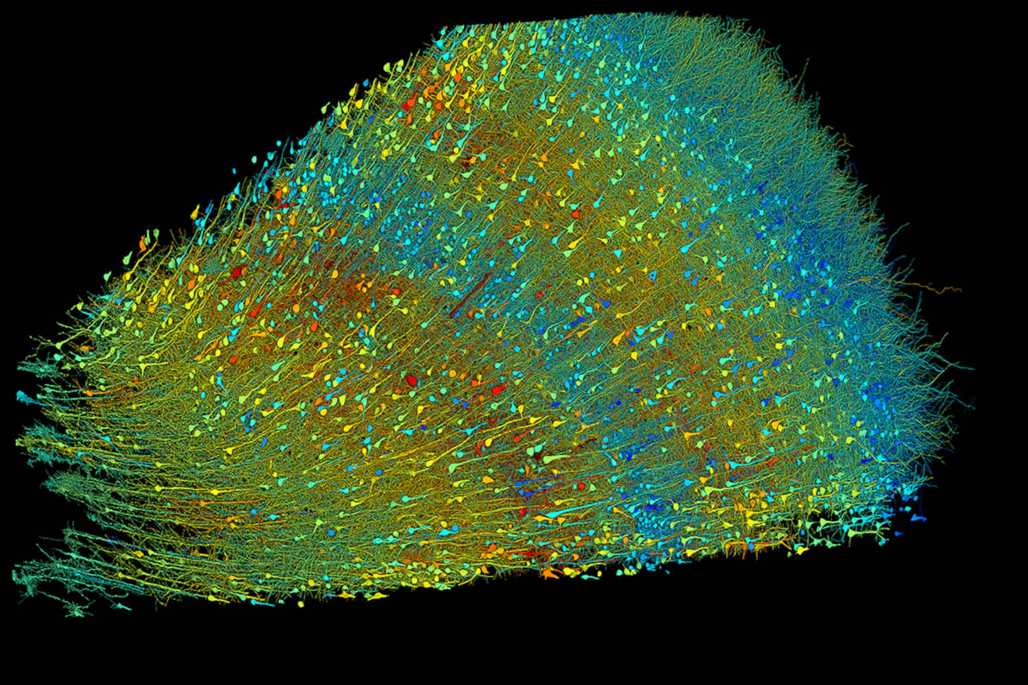 Realizzata la mappa del cervello umano più dettagliata di sempre 1 Mappa cervello.jpg