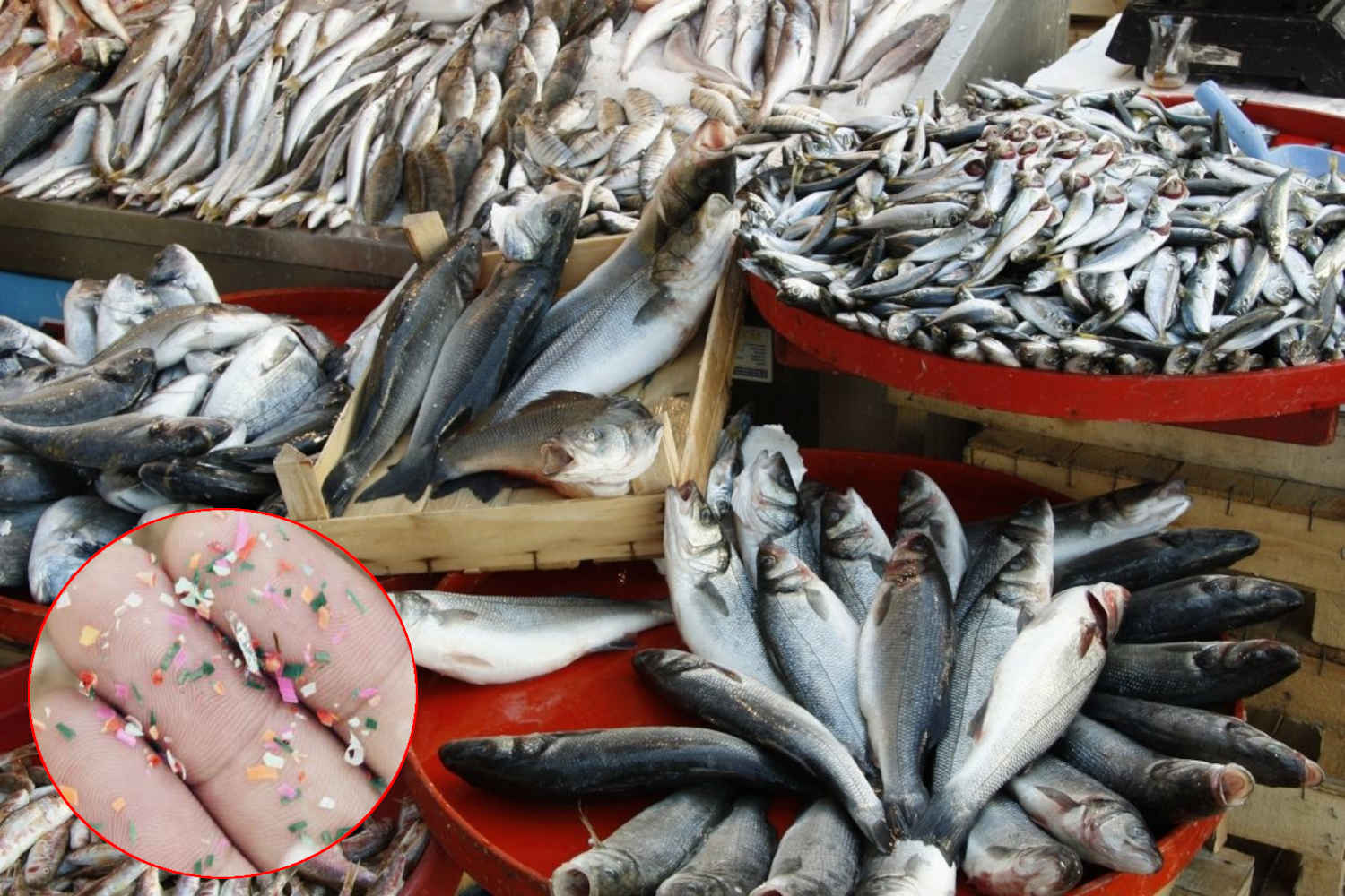Microplastiche pesce 1.jpg
