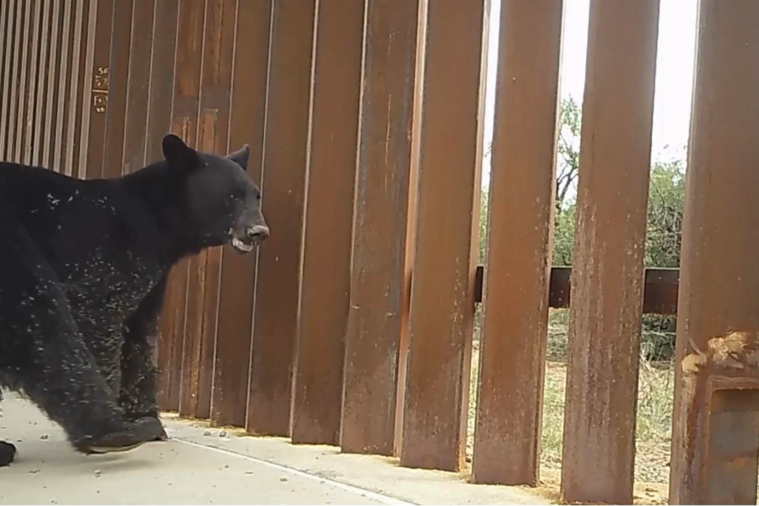 Il muro tra USA e Messico sta impedendo a tantissimi animali di attraversare il confine 1 Muro Messico animali.jpg