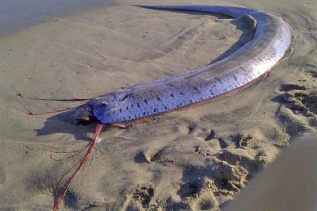Pesce remo.jpg