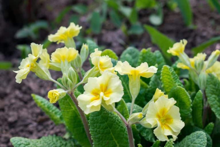 Primula scaled.jpeg