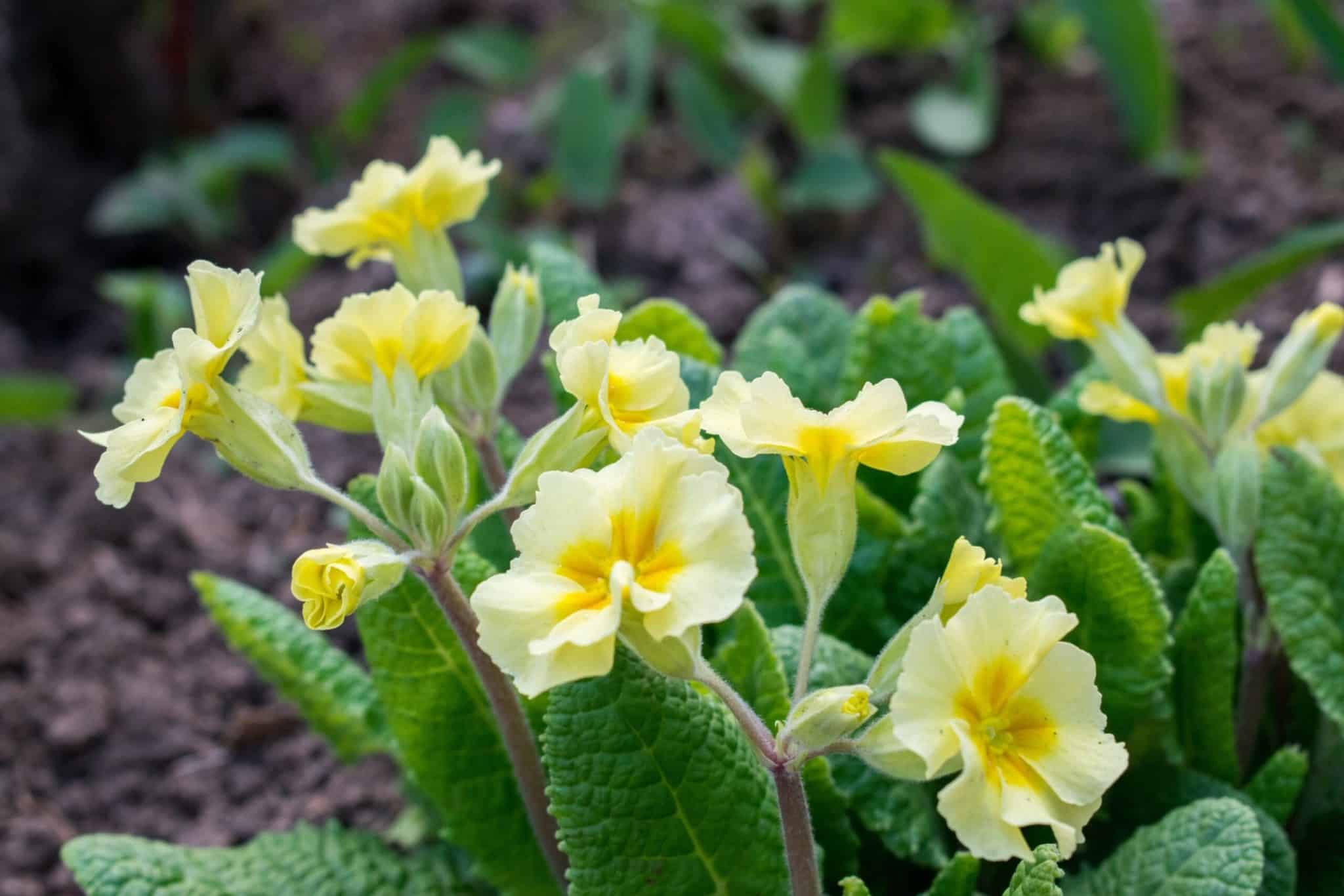 Primula scaled.jpeg