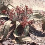 Welwitschia mirabilis.jpg