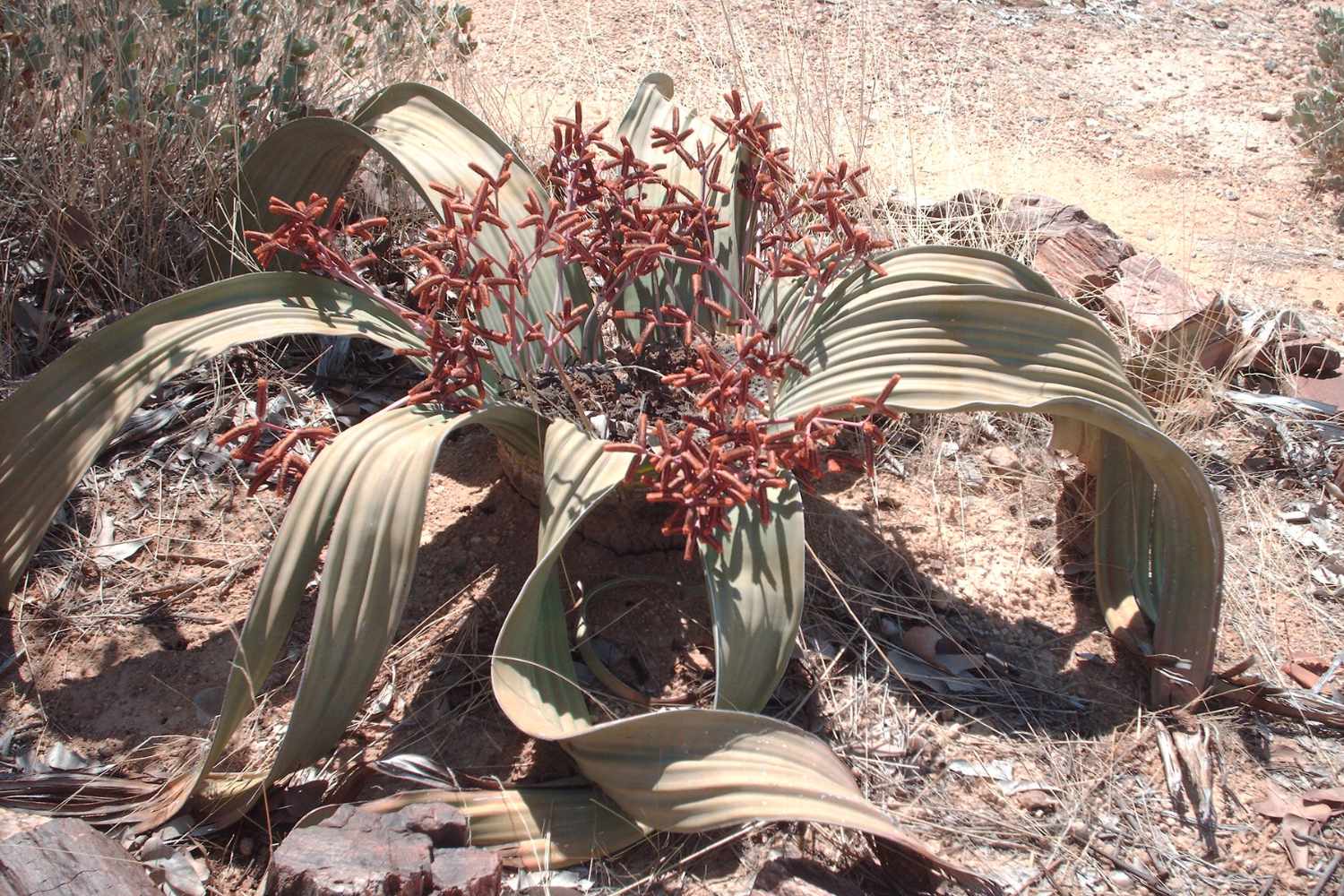 Welwitschia mirabilis.jpg