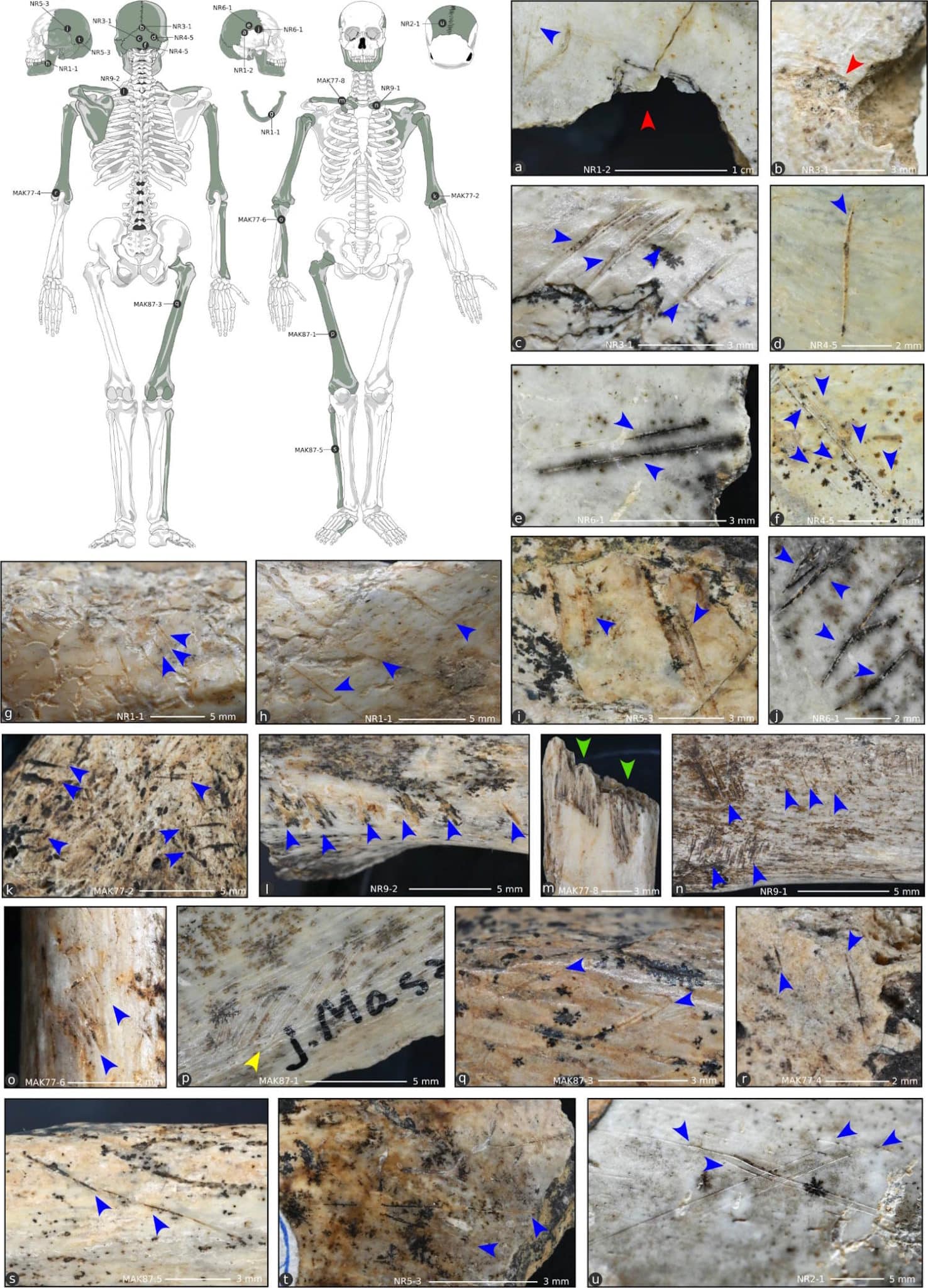 cannibalismo umani nella preistoria