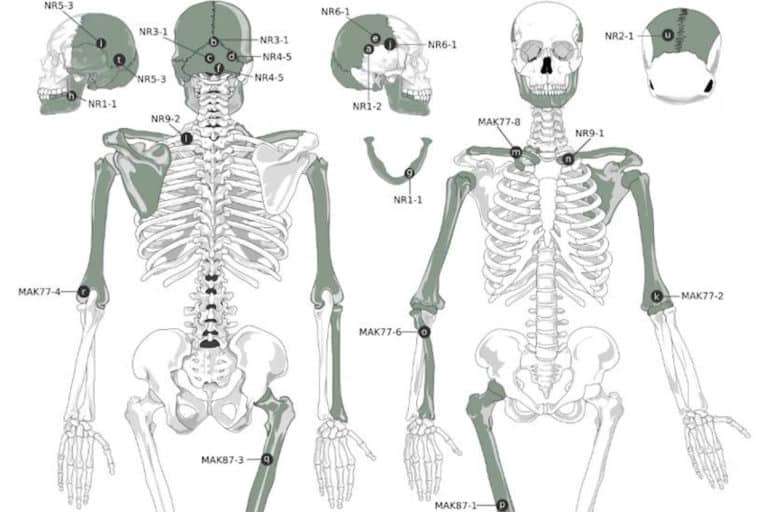 cannibalismo preistoria c.jpg