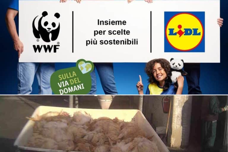 lidl greenwash.jpg