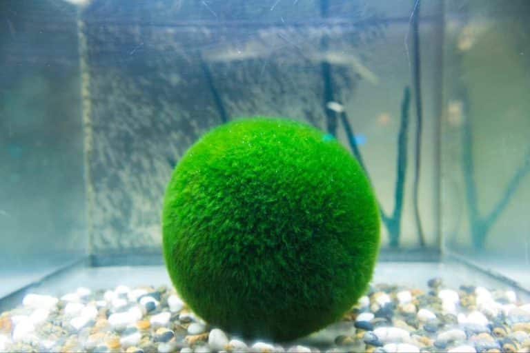 marimo 1.jpg