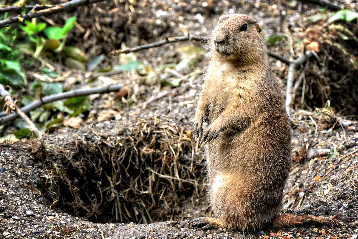 8 cose da sapere sul Giorno della Marmotta e la sua grande star, Phil 1 marmotta 1.jpg