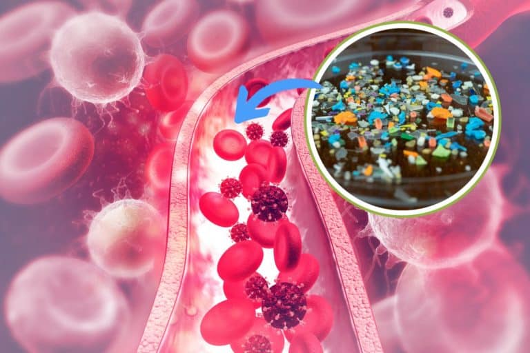 microplastiche sangue.jpg