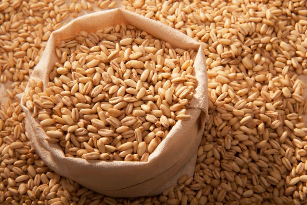 orzo.jpg