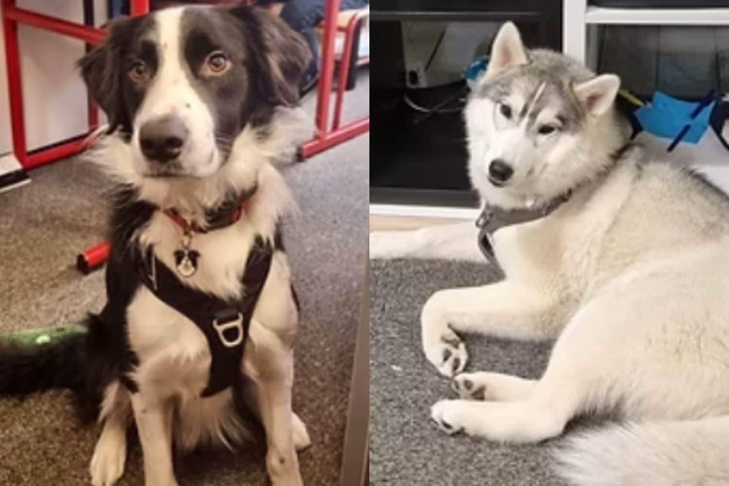 Cani in classe per aiutare i bambini: la scuola di Lione che migliora l’apprendimento con la pet therapy 1 scuola cani.jpg