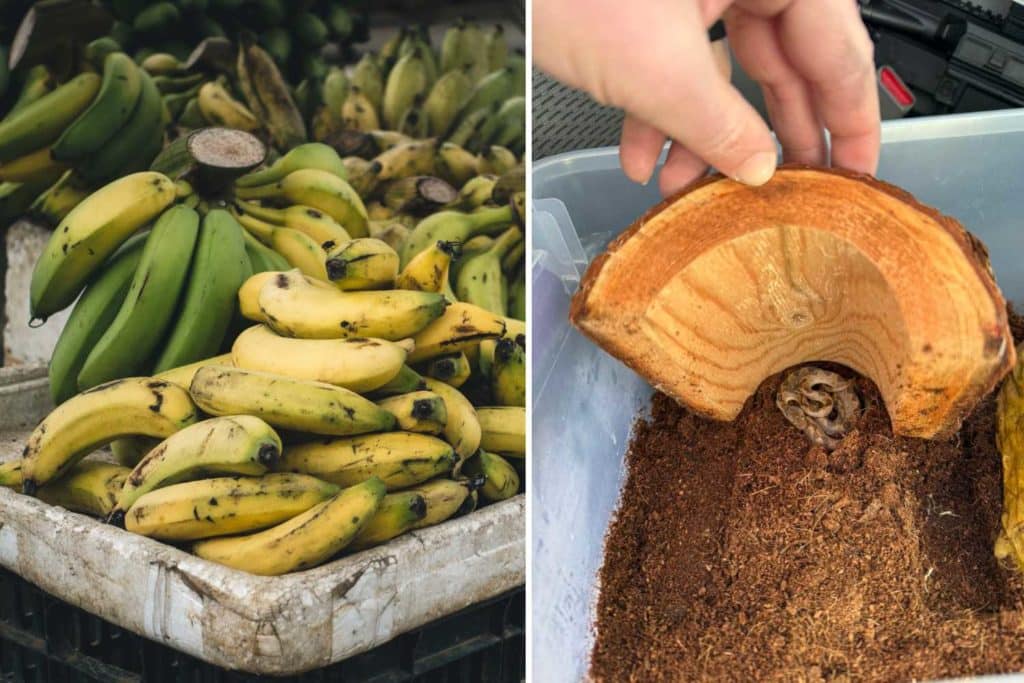serpente banane.jpg