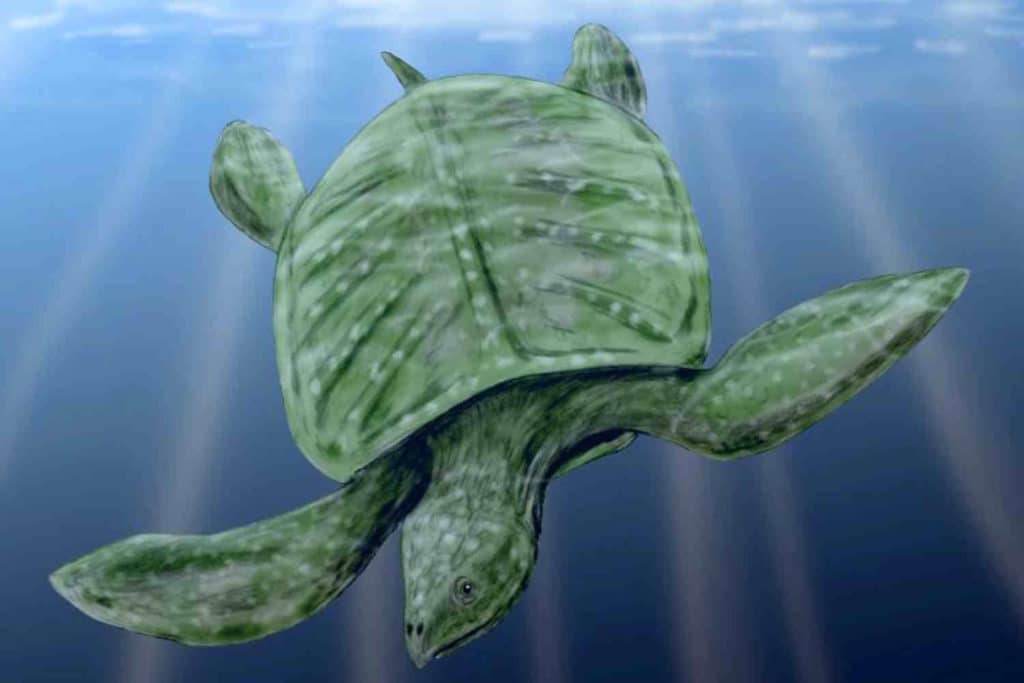 tartaruga gigante.jpg