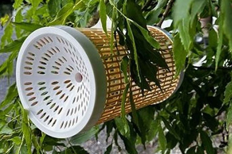 trappola vespa velutina calabrone asiatico.jpg