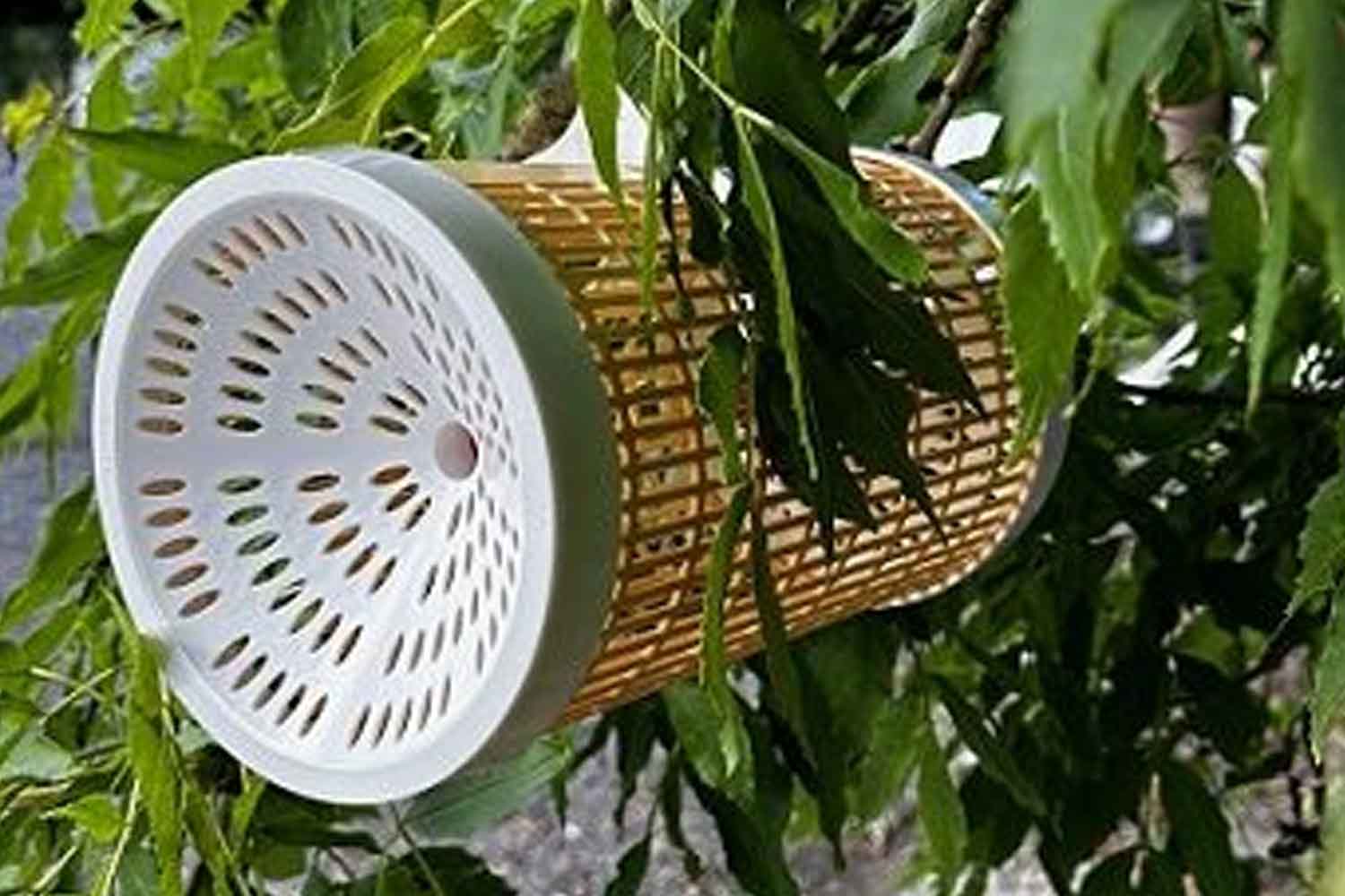 Allarme calabrone asiatico: arriva la trappola che può fermare la vespa velutina senza danneggiare altri insetti 1 trappola vespa velutina calabrone asiatico.jpg