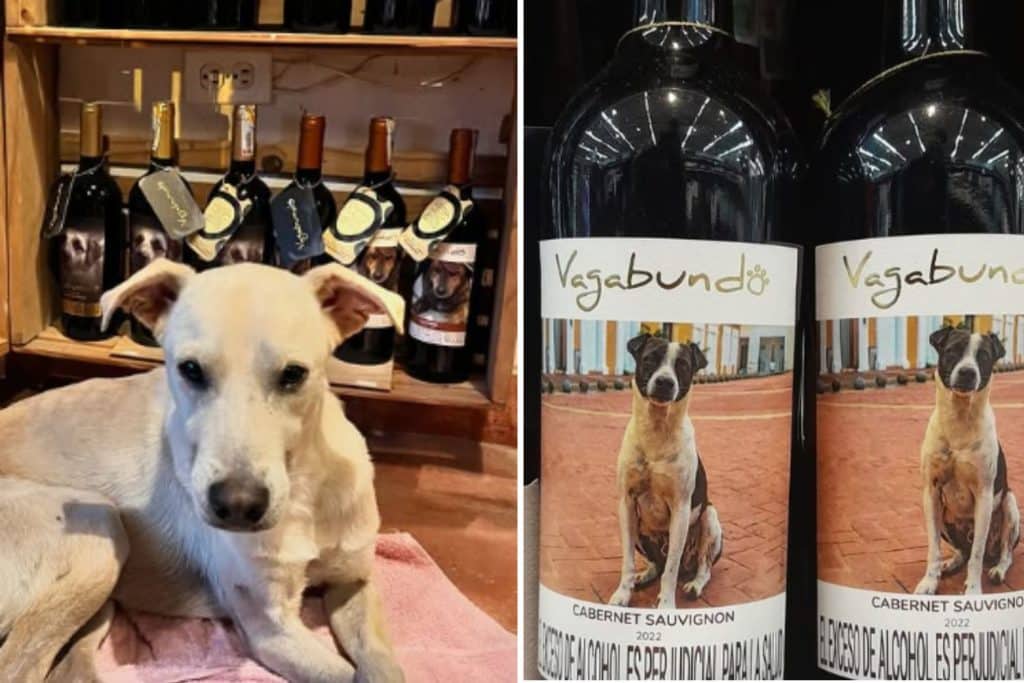 vino cani.jpg