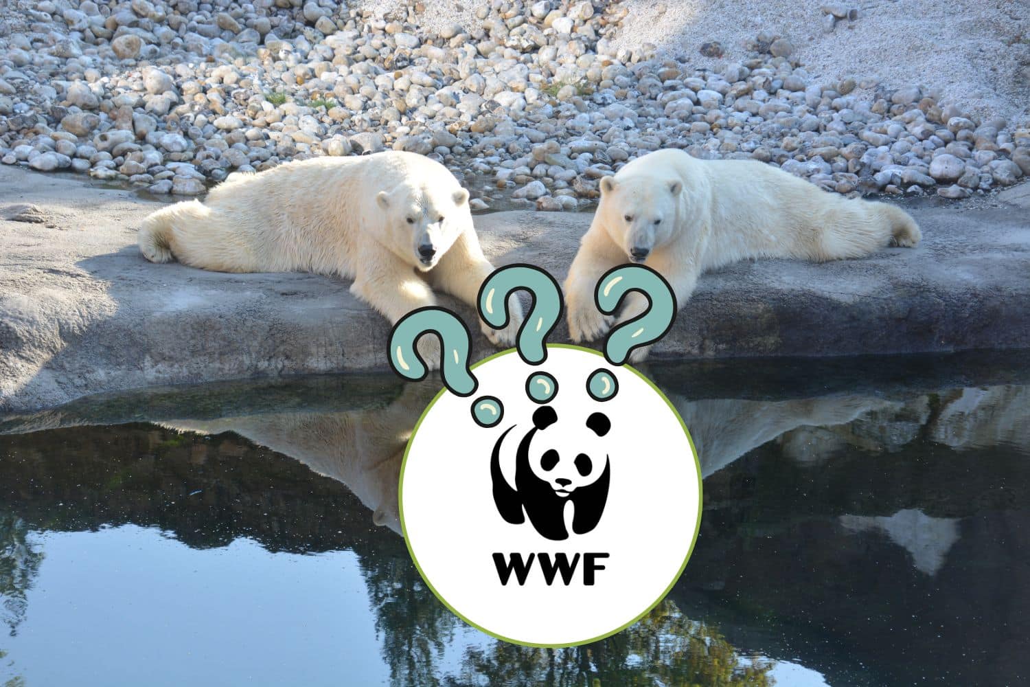 wwf orso polare.jpg