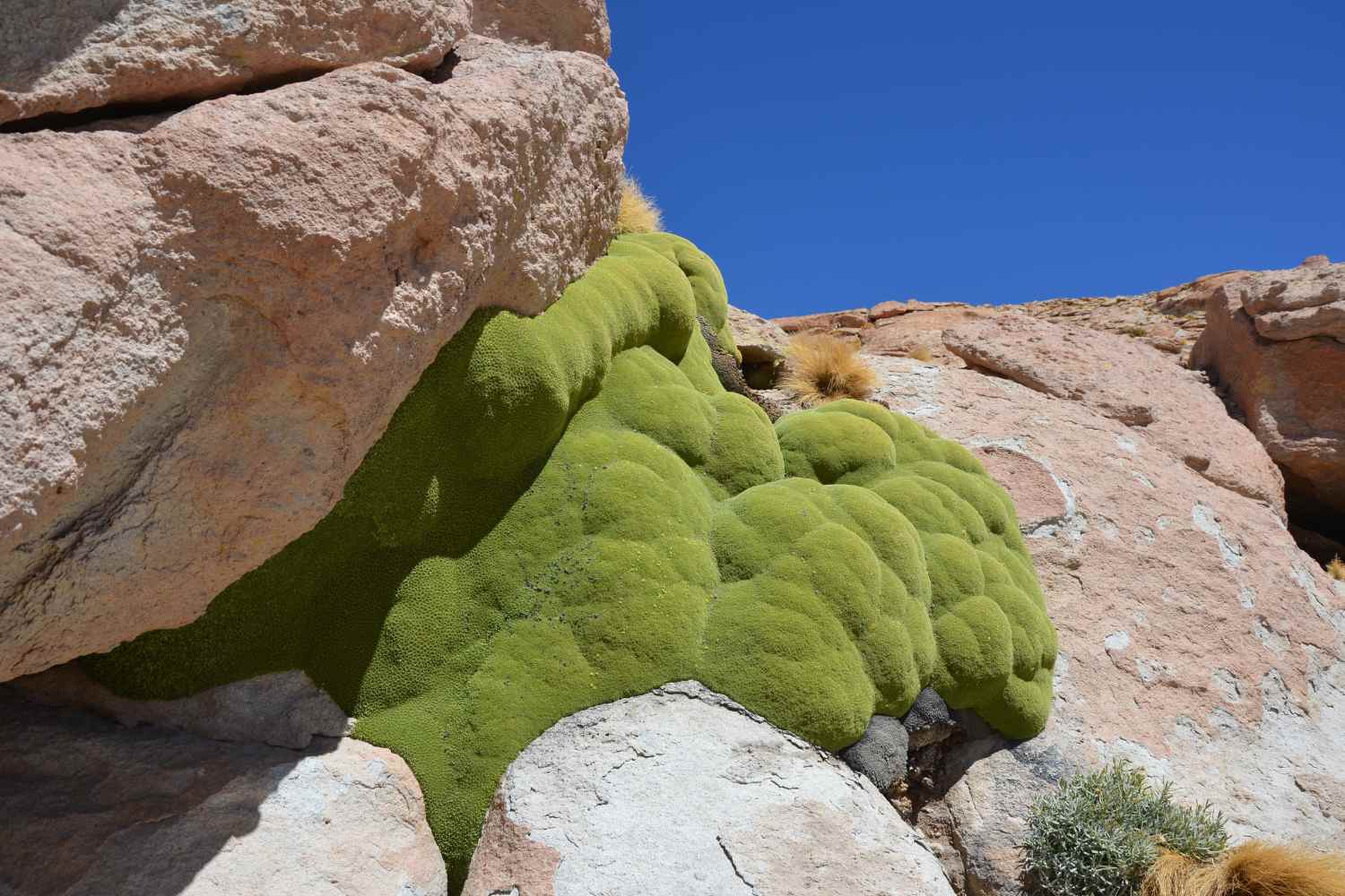 Yareta: la pianta sempreverde delle Ande che può vivere più di 3.000 anni nel deserto 1 yareta 1.jpg