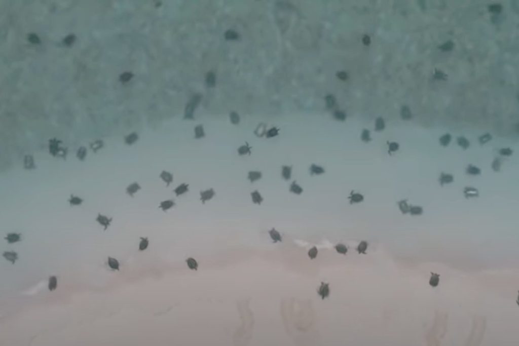 64000 tartarughe.jpg