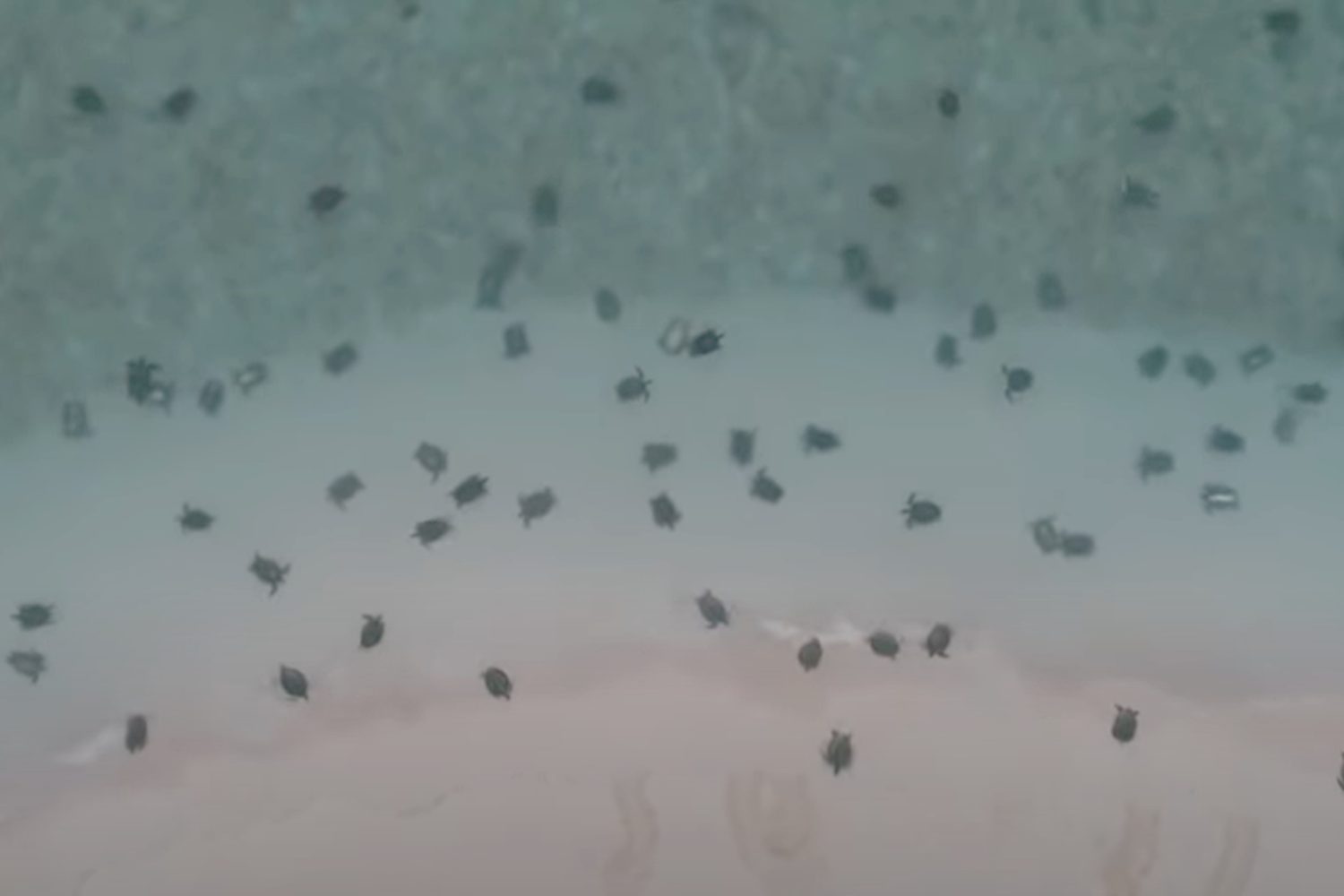 Hai mai visto 64mila tartarughe tutte insieme? Il video della più grande aggregazione mai registrata è incredibile 1 64000 tartarughe.jpg
