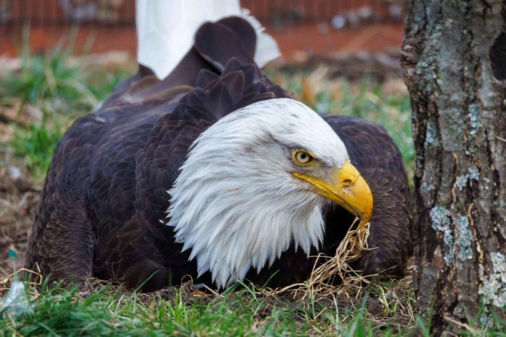 Aquila.jpg