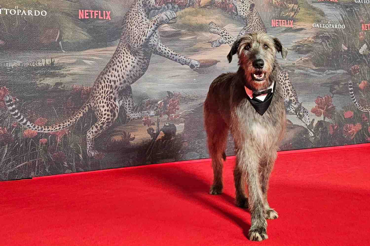 Di che razza è Bosco, il cagnolone de “Il Gattopardo” (che nella vita reale aiuta i cani in difficoltà) 1 Bosco Gattopardo.jpg