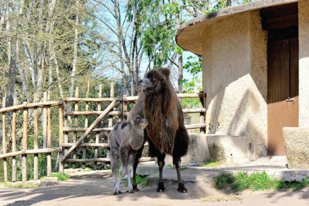 Cammello Bioparco.jpg