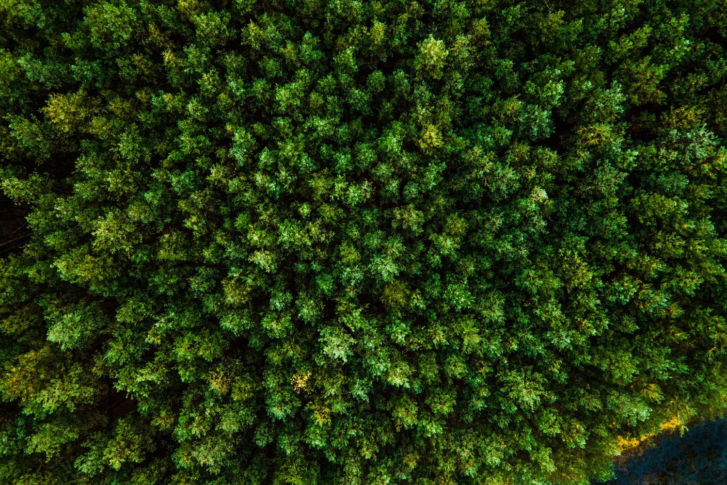 Foreste e futuro: il NeXt Index ESG guida le PMI del legno verso la sostenibilità 1 Cover Redazione Nuova 1500 x 1000 px 2025 03 26T145622.058.jpg