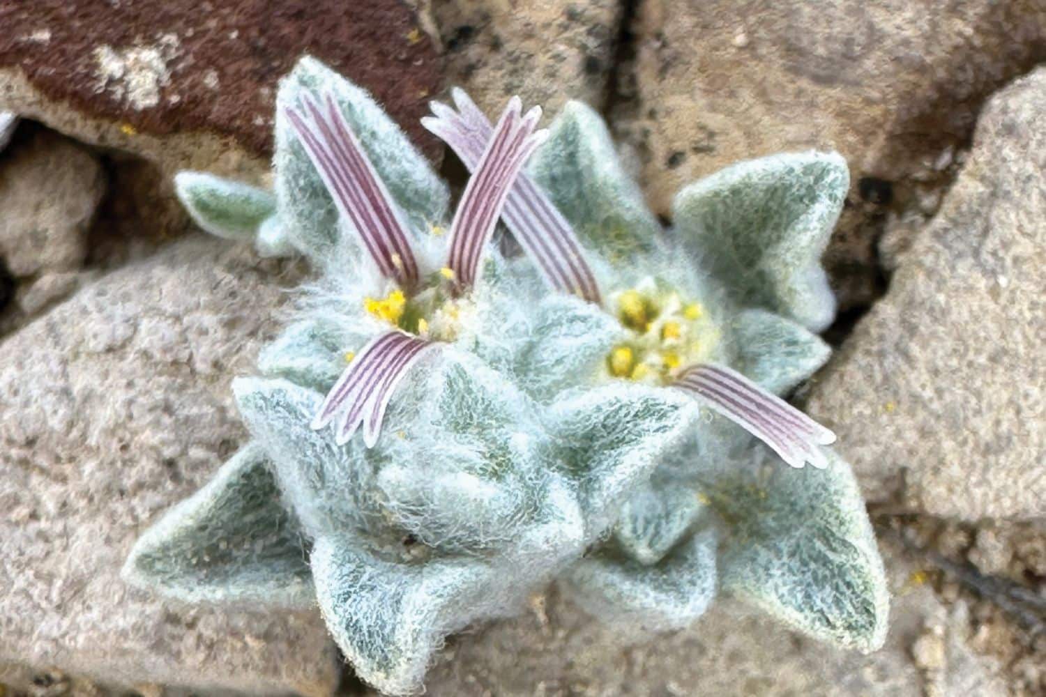 Cover Redazione Nuova 1500 x 1000 px 50.jpg