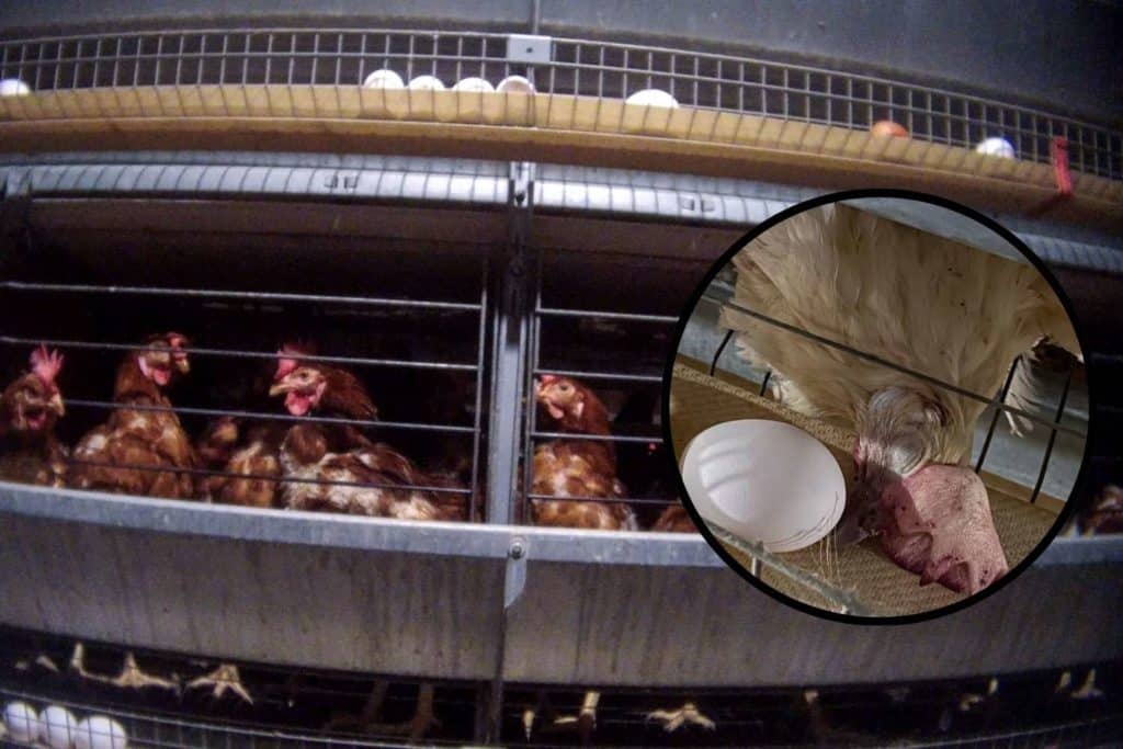 Essere animali galline ovaiole investigazione.jpg