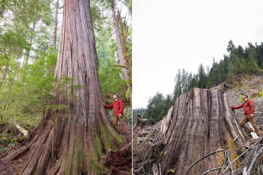 Foreste abbattute Canada.jpg